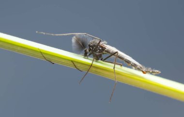 Male nonbiting midget, Chironomidae on straw, macro photo clipart