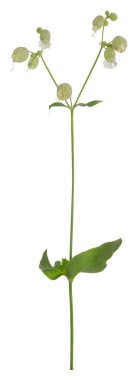 Mesane kamponu, beyaz arka planda izole edilmiş Silene vulgaris.