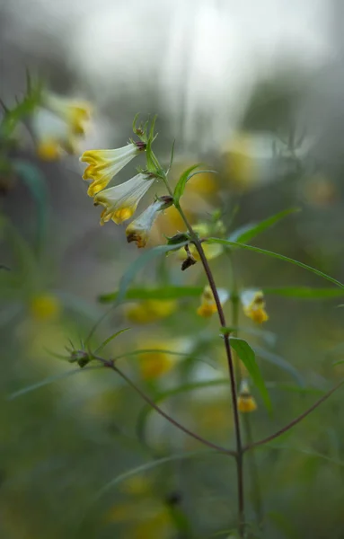 一般的な牛小麦 メランピラムの防疫植物を開花させる — ストック写真