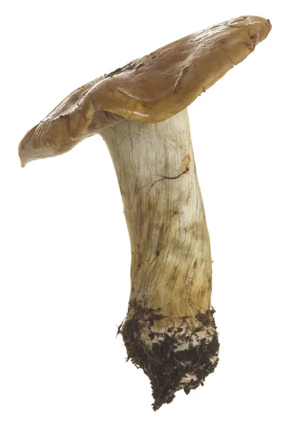 Modronoha Pavučina Cortinarius Glaucopus Izolované Bílém Pozadí — Stock fotografie