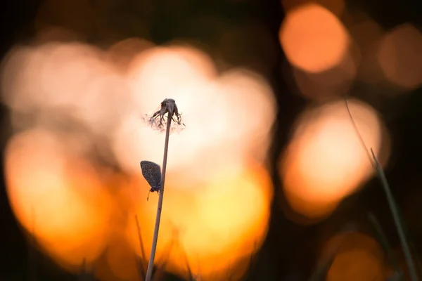 Vackert Foto Vanlig Blå Polyommatus Icarus Vilar Överblåst Maskros Solnedgången — Stockfoto