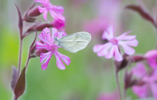 Leptidea Papillon Reposant Sur Campion Rouge Silene Dioica — Photo