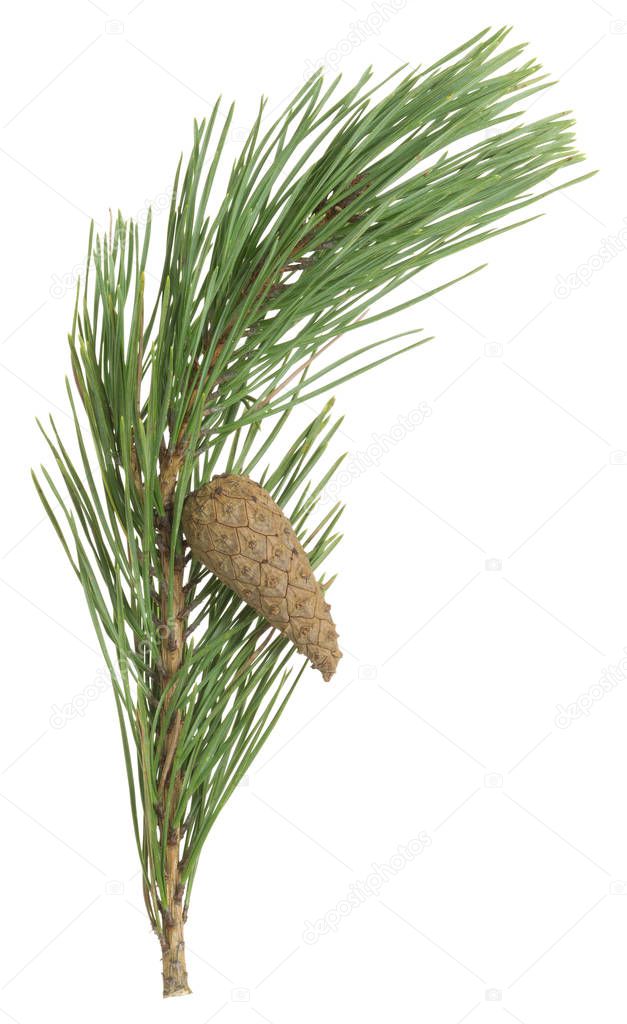 Dry pine cone and needles on a twig isolated on white background