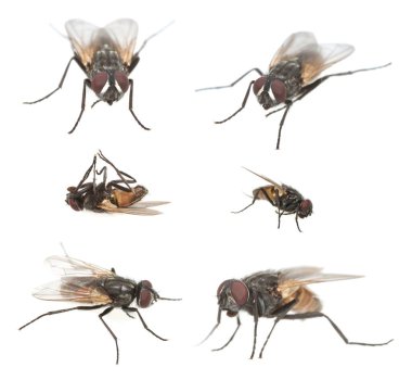 Erkek karasinek, Musca evcil hayvan koleksiyonu beyaz arka planda izole edilmiş