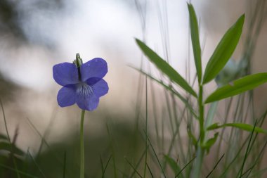 Çiçek açan bir menekşenin yakın çekimi