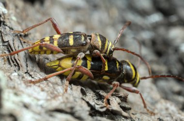 Çiftleşen uzun boynuz böcekleri, meşe ağacının üzerindeki plajonotus döküntüsü.