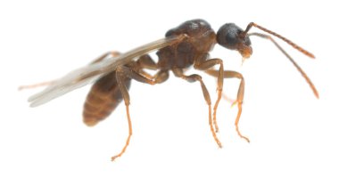 Kanatlı Myrmicinae karıncaları beyaz arkaplanda izole edilmiş