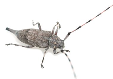 Dişi uzun boynuzlu böcek, beyaz arka planda izole edilmiş Acanthocinus.