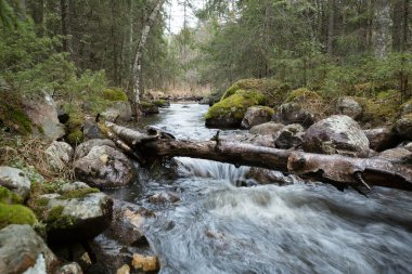 İsveç 'teki doğal nehir karışık bir ormanda akıyor.