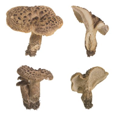 Pullu kirpi koleksiyonu, Sarcodon imbricatus beyaz arka planda izole edilmiş.