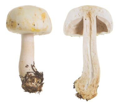 Şampiyon, Agaricus beyaz arkaplanda izole edildi