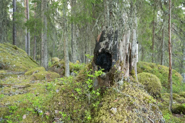 はるか昔の森林火災を示す自然の手付かずの森の中の古い燃えたスタブ — ストック写真