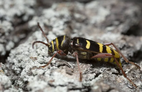 Scarabeo Corno Lungo Plagionotus Detritus Legno Quercia — Foto Stock