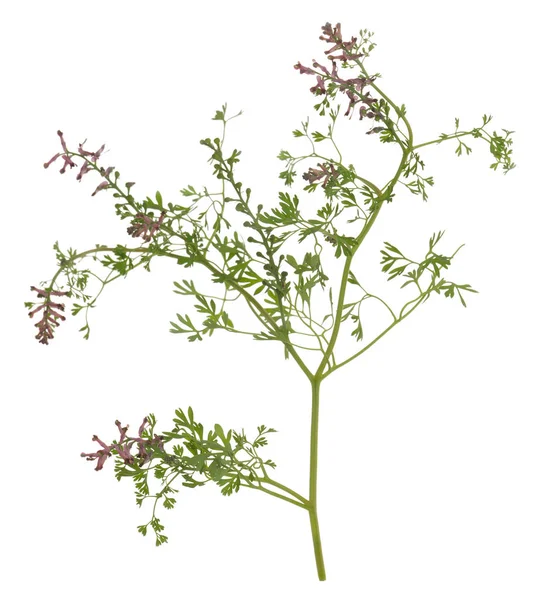 Běžný Fumitory Fumaria Officinalis Izolované Bílém Pozadí — Stock fotografie