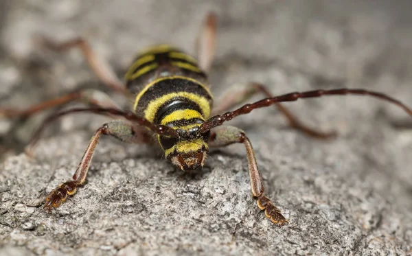 Escarabajo Cuerno Largo Plagionotus Detritus Sobre Madera Roble — Foto de Stock