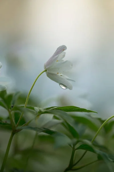 Wood Anemone Anemone Nemorosa Waterdrop — Stock Photo, Image