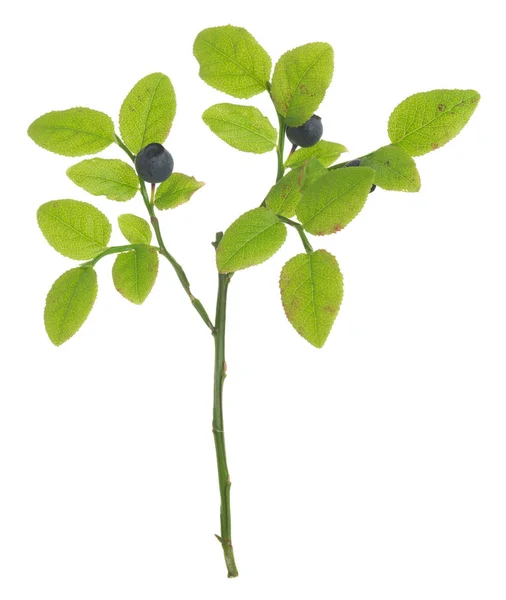 Mirtilo Europeu Planta Vaccinium Myrtillus Com Bagas Maduras Isoladas Fundo — Fotografia de Stock