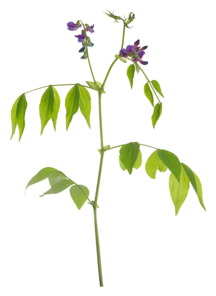 春のエンドウ豆を開花させ 白い背景に孤立したラテルスの頂点 — ストック写真