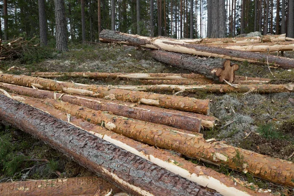 Kozalaklı Ormanda Kesilmiş Çam Ağaçları — Stok fotoğraf
