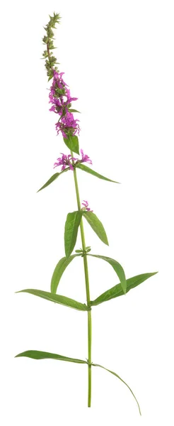 Blooming Purple Loosestrife Lythrum Salicaria Isolated White Background — Stock Photo, Image