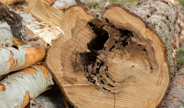 Nid Fourmis Charpentières Endommageant Bois Sapin — Photo