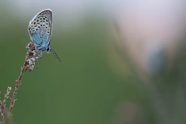 Μπράουνι Πεταλούδα Αναπαύεται Ξηρά Ρείκια — Φωτογραφία Αρχείου