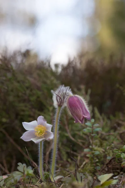 春に花を咲かせ 自然環境ではプルサッラ ヴェルナリス — ストック写真