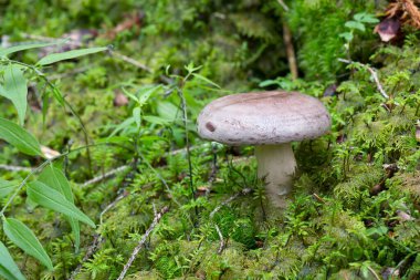 Mushroom, Lactarius trivialis growing among moss clipart