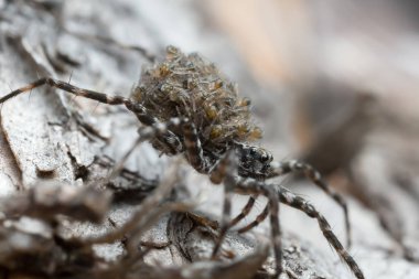 Kurt örümceği, sırtında yavrularla Acantholycosa lignaria.