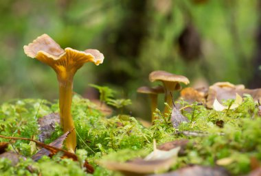 Funnel chanterelle, Craterellus tubaeform yosunların arasında büyüyor.