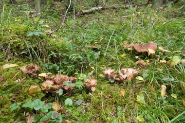 Violet Chanterelle, Gomphus clavatus ve pullu kirpi, yosun ve karaciğer yaprakları arasında büyüyen Sarcodon imbricatus, Hepatica nobilis