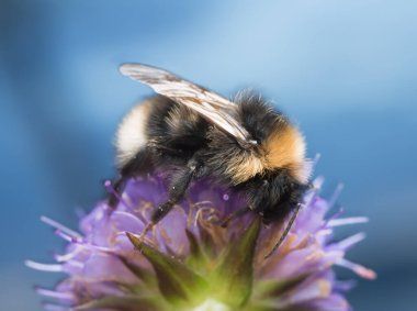 Knautia arvensis tarlasında yaban arısı besleniyor.