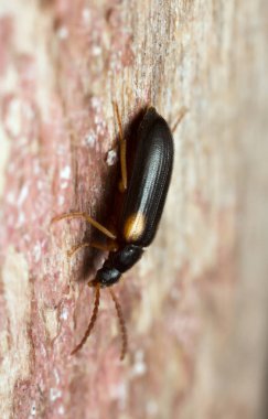 Tahtada Mycetochara flavipes