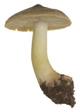 Tricholoma guldenae beyaz arkaplanda izole edilmiş.