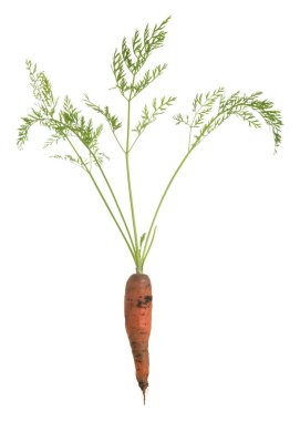 Beyaz arka planda izole edilmiş taze havuç