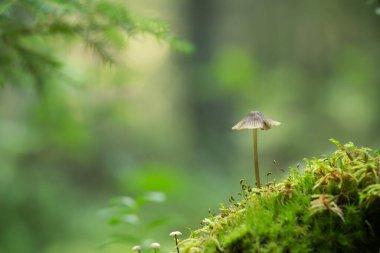 Mycena mantarı ormanda yosun içinde büyüyor.
