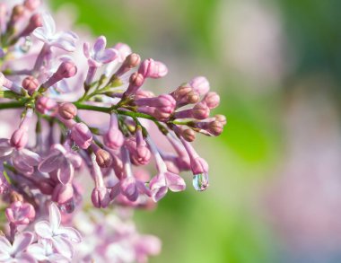 Çiçek açan leylakların, yağmurdan sonra damlayan şırıngaların yakınından.