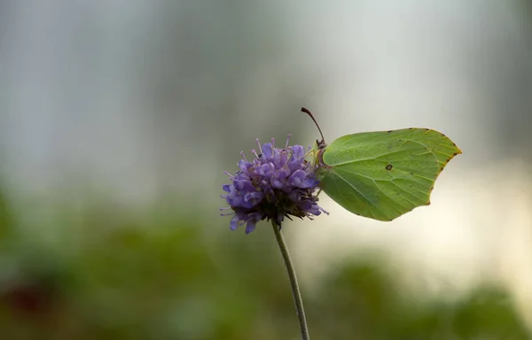 Vanlig Svavel Gonepteryx Rhamni Som Livnär Sig Djävulens Skabbiga Succisa — Stockfoto