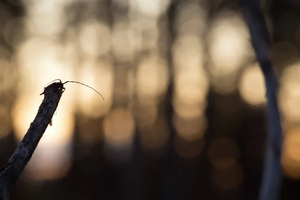Uzun Boynuzlu Böcek Gün Batımında Acanthocinus Aedilis — Stok fotoğraf