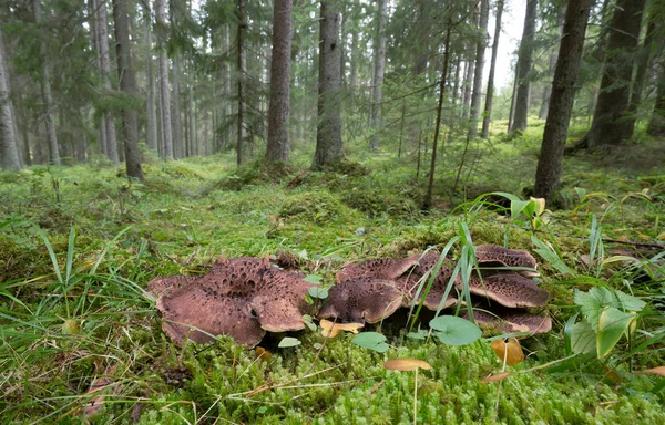 Scaly Heephog Sarcodon Imbricatus Растущий Огненном Лесу Швеции — стоковое фото