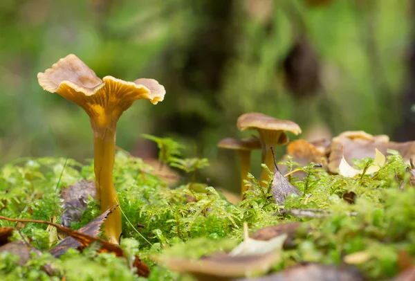 Funnel chanterelle, Craterellus tubaeform yosunların arasında büyüyor.