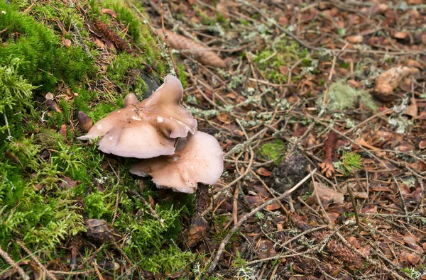 Wood Blewit Lepista Nuda Natural Environment — Stock Photo, Image