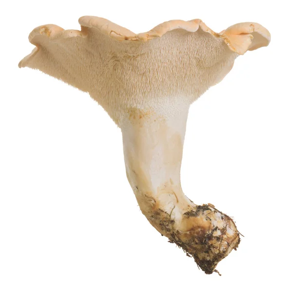 Yenilebilir mantar ahşap kirpi, beyaz arka planda izole Hydnum repandum