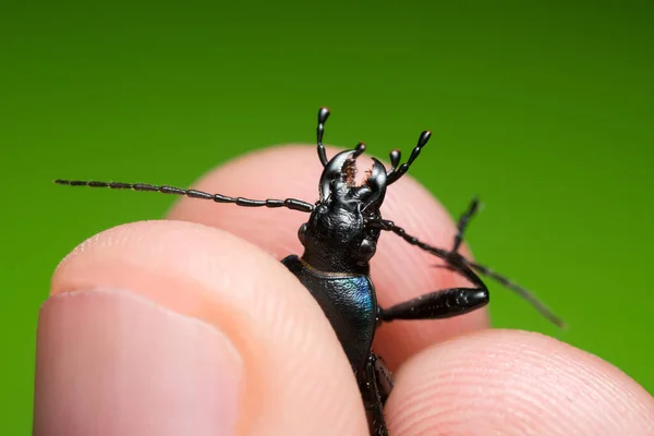 Carabus Violaceus Atrapado Entre Los Dedos Humanos — Foto de Stock