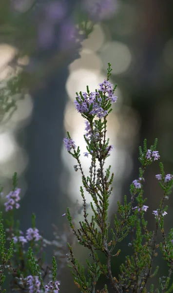 Closeup Blooming Heather Calluna Vulgaris — Stock Photo, Image