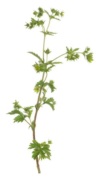 Cinquefoil Rostlina Izolované Bílém Pozadí — Stock fotografie