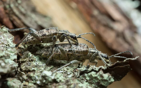 Çiftleşen tırtıklı çam kuruları, ahşap üzerinde rhagium engizisyonu