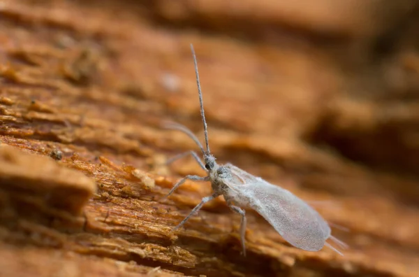 Dustywing Coniopterygidae Дереві — стокове фото