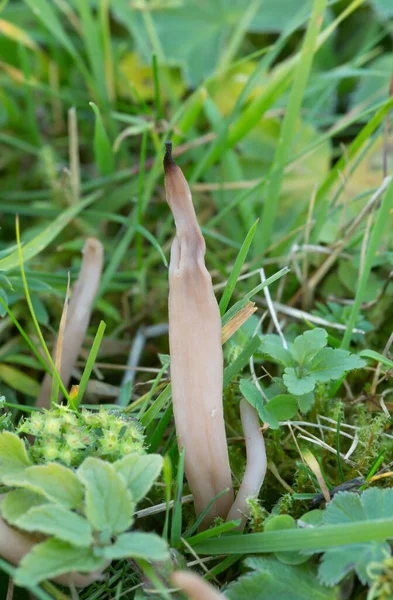 Smoky Clavaria Clavaria Fumosa Otların Arasında Büyüyor — Stok fotoğraf