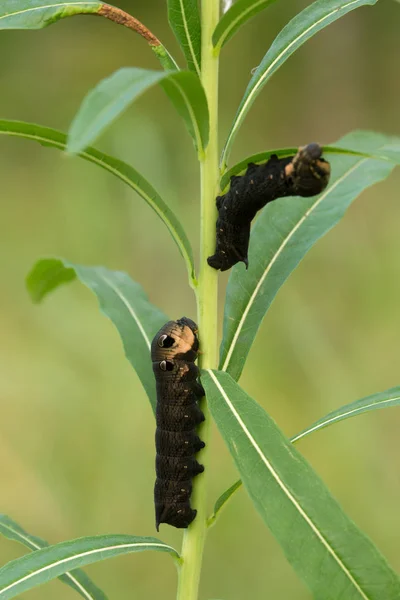 Sloní Jestřábí Můra Deilephila Elpenor Larva Krmící Ohněm Chamerion Angustifolium — Stock fotografie